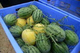 吃瓜群宣传语,揭秘网络社交新潮流