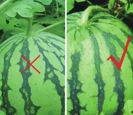 吃瓜圈群,网络社交的趣味与争议