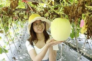 佛山同城吃瓜,揭秘本地热门事件背后的故事