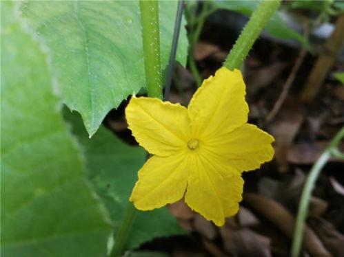 赏花吃瓜种植方法,瓜果花卉种植指南