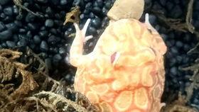 呱太郎吃瓜,揭秘网红美食背后的故事