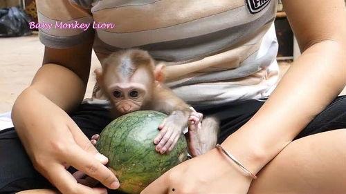 猴宝学吃瓜,趣味横生的成长故事