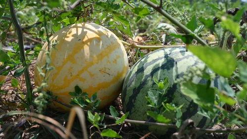 吃瓜通,吃瓜通带你领略明星幕后故事