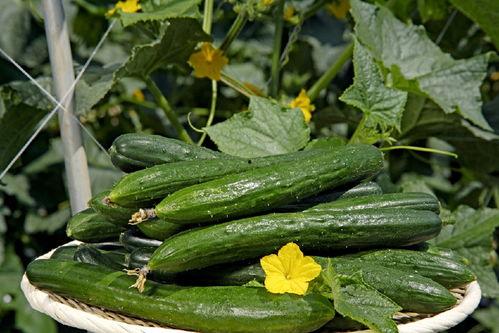 吃花生能吃鲜瓜,营养互补的奇妙搭配