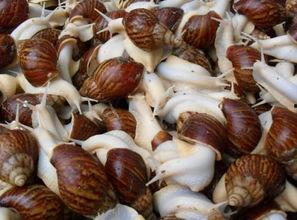 白玉蜗牛吃葫芦瓜,白玉蜗牛的葫芦瓜美食之旅