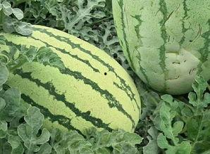 新疆贵妃瓜怎么吃,解锁美味新体验