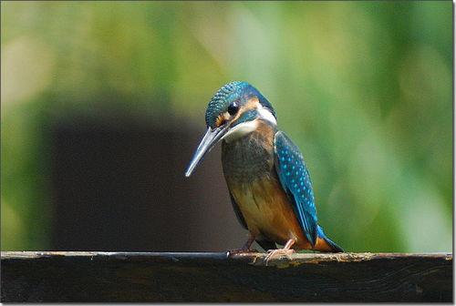 朝阳吃瓜鸟,揭秘都市生活里的趣味观察