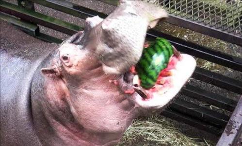 河马吃门上瓜图片,趣味瞬间捕捉生态和谐