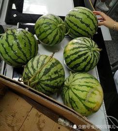 学校吃瓜了,揭秘“学校吃瓜”背后的故事