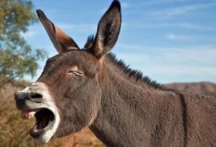 散打二驴吃瓜视频,散打风云再起，一场视觉盛宴