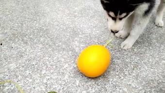 哈皮吃瓜,揭秘娱乐圈幕后故事