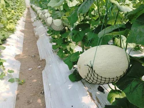 将军后院吃瓜,一场宫廷瓜田的权谋风云