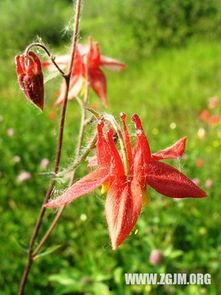 梦见吃土瓜图片,土瓜滋味，探寻潜意识中的神秘之旅