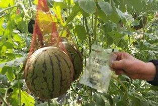 吃瓜群众小纸条,网络舆论场中的“隐形推手”