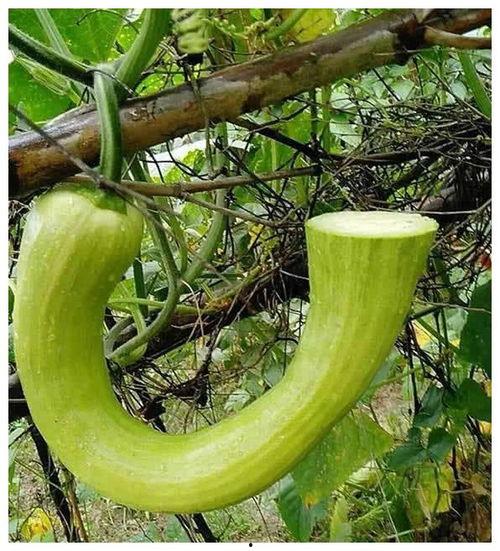 河东院吃瓜 第3张 河东院吃瓜 第3张