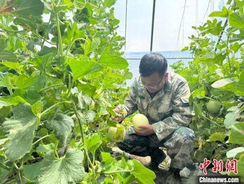 青海格尔木吃瓜事件,青海格尔木“瓜果飘香”美食狂欢事件