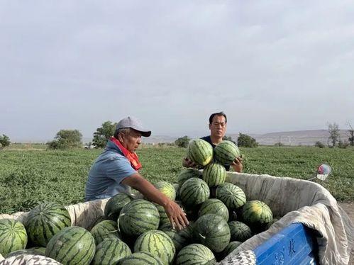 西湖吃瓜现场,夏日街头美食盛宴  第2张