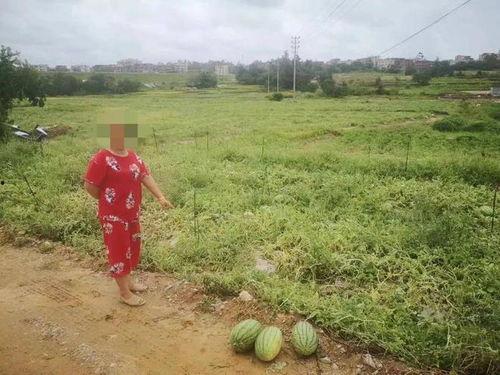 泉州理工吃瓜,一场“吃瓜”事件背后的校园生活百态