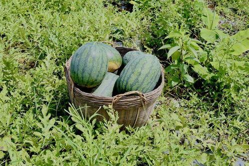 梦见在田里吃瓜,田中瓜香，揭秘梦境中的田园美食之旅