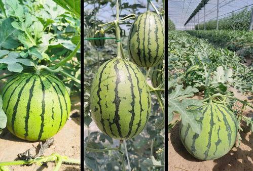 校园吃瓜甜文,甜蜜的青春秘密大揭秘 第2张 校园吃瓜甜文,甜蜜的青春秘密大揭秘 第2张