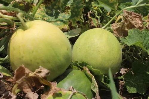 白玉瓜甜瓜怎么吃 第3张 白玉瓜甜瓜怎么吃 第3张