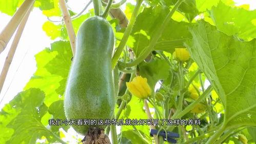 广东职高吃瓜 第3张 广东职高吃瓜 第3张