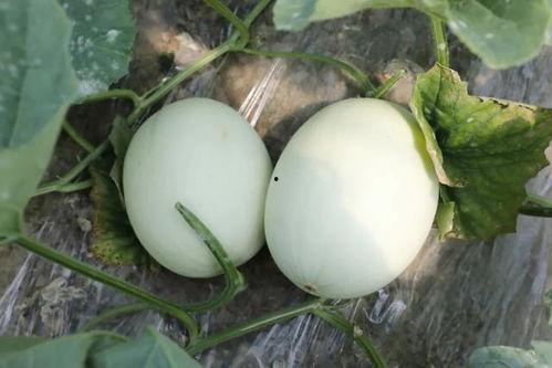 声控吃玉菇瓜,玉菇瓜的神秘诱惑