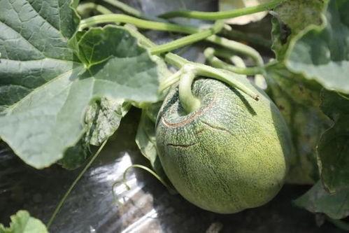 声控吃玉菇瓜,玉菇瓜的神秘诱惑 第2张 声控吃玉菇瓜,玉菇瓜的神秘诱惑 第2张