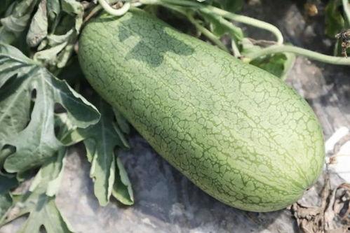 声控吃玉菇瓜,玉菇瓜的神秘诱惑 第3张 声控吃玉菇瓜,玉菇瓜的神秘诱惑 第3张