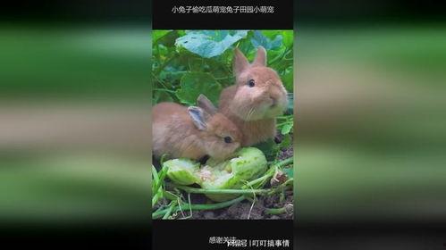 吃瓜的兔子是什么,网络迷因背后的故事  第2张