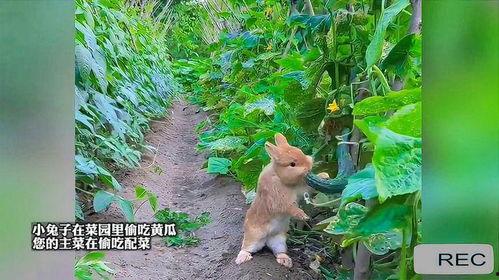 吃瓜的兔子是什么,网络迷因背后的故事  第3张