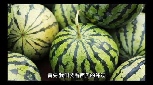 吃西瓜怎么挑好瓜,教你如何一眼挑出甜美佳品 第3张 吃西瓜怎么挑好瓜,教你如何一眼挑出甜美佳品 第3张